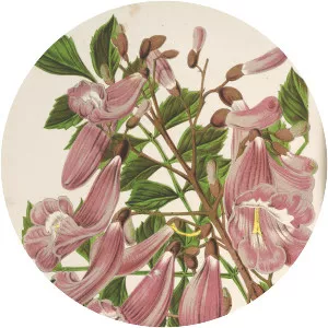 Jacaranda puberula - 