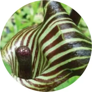 Jack-in-the-pulpit - Plants