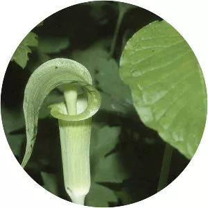 Jack-in-the-pulpits