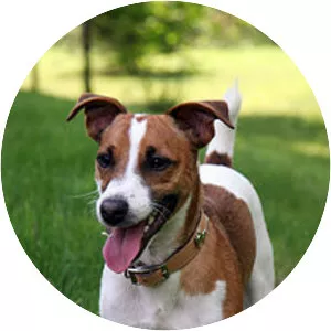 Jack Russell Terrier