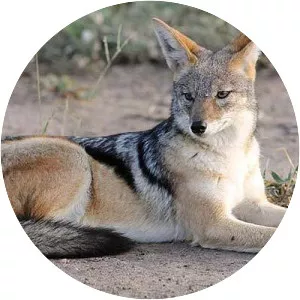 Jackal - Fictional supervillain