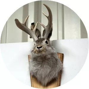 Jackalope