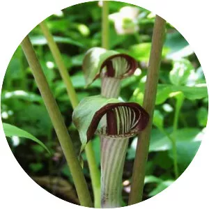 Jackinthepulpit