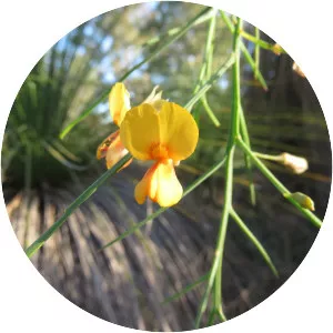 Jacksonia sternbergiana