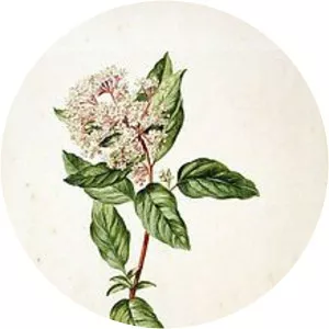 Jacob van Huysum - Painter