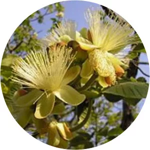 Jacques Cambessèdes