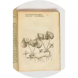 Jacques-Philippe Cornut - French physician