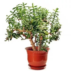 Jade plant - 