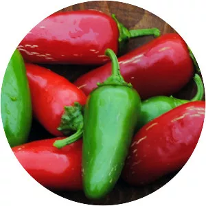 Jalapeño - Chili pepper