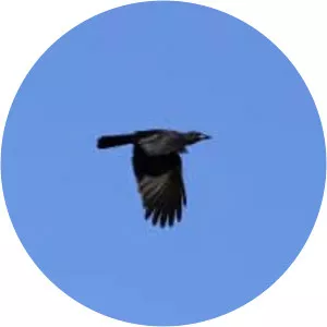 Jamaican crow