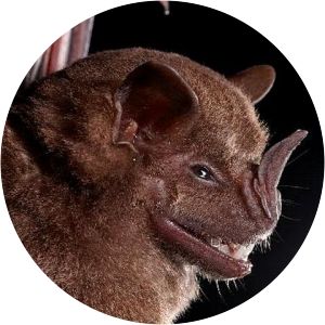 Jamaican fruit bat