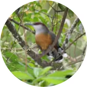 Jamaican lizard cuckoo - 