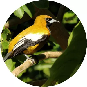 Jamaican oriole