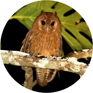 Jamaican owl