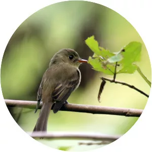 Jamaican pewee