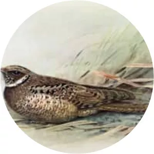 Jamaican poorwill