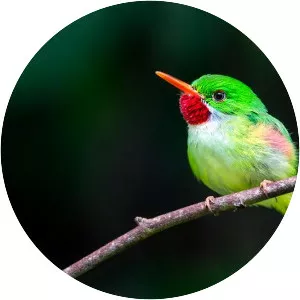 Jamaican tody