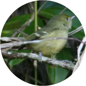 Jamaican vireo - Bird