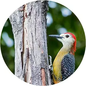 Jamaican woodpecker - Bird