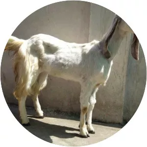 Jamnapari goat