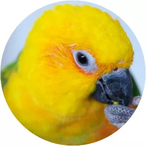 Jandaya parakeet