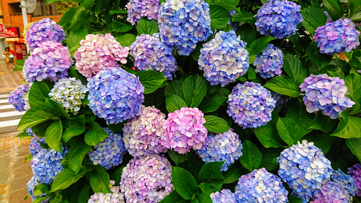 Japan Society for the Promotion of Science