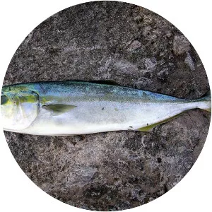 Japanese amberjack