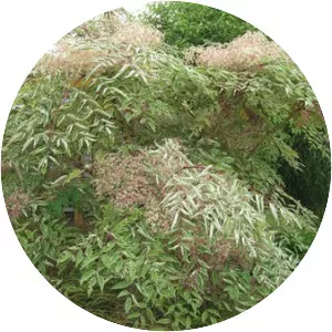 Japanese angelica tree