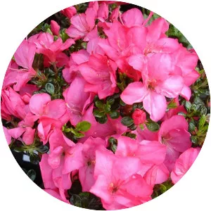 Japanese azalea
