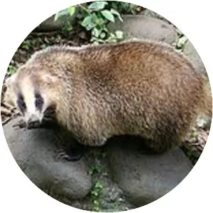 Japanese badger