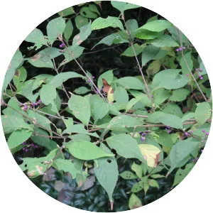 Japanese beautyberry