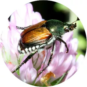 Japanese beetle