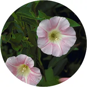 Japanese bindweed