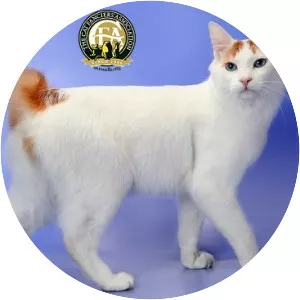 Japanese Bobtail
