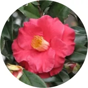 Japanese camellia - Plants