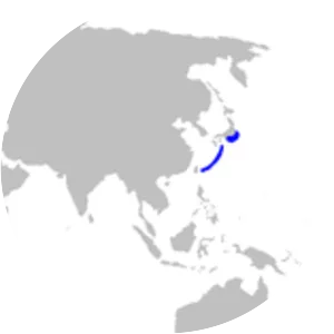 Japanese catshark - Sharks