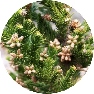 Japanese cedar