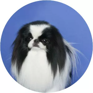 Japanese Chin