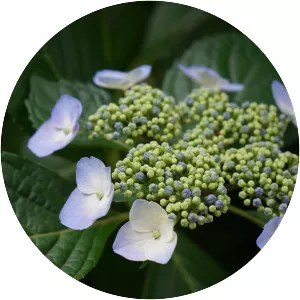 Japanese climbing-hydrangea