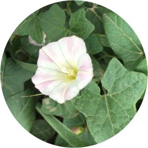 Japanese false bindweed