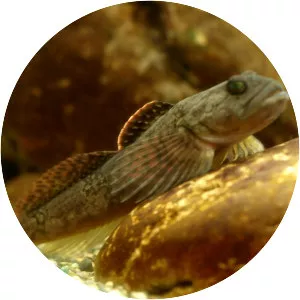 Japanese fluvial sculpin