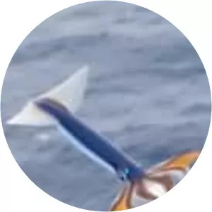 Japanese flying squid