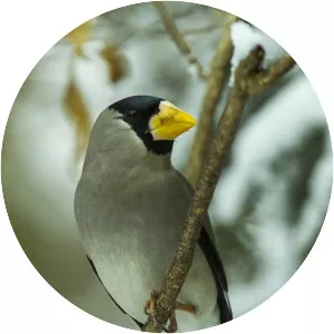 Japanese grosbeak