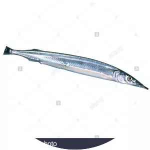 Japanese halfbeak - Fish