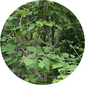 Japanese hazel - Plants