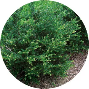 Japanese holly - Plants