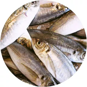 Japanese horse mackerel