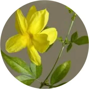 Japanese jasmine