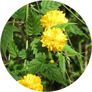 Japanese kerria - Plants