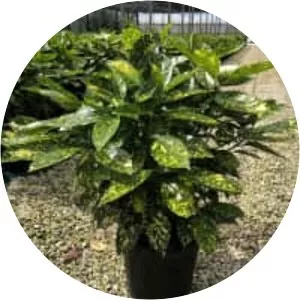 Japanese laurel - Plants